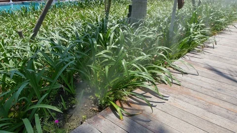 Tree garden with water reduction Stock-Footage 77954757