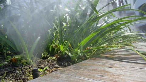 Tree garden with water reduction Stock-Footage 77955067