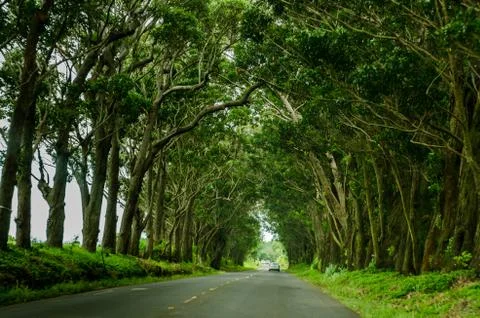 Tree gate Stock Photos