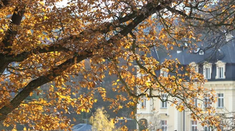 Tree Gentle Falling Leaf. Beautifully falling leaf from a tree Stock Footage 34383502