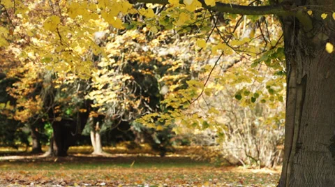 Tree Gentle Falling Leaf. Beautifully falling leaf from a tree Vídeos de archivo 34383683