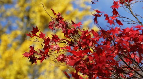 Tree Gentle Falling Leaf.  Colorful Red And Yellow Autumn Foliage Vídeos de archivo 34384187