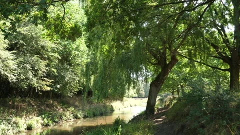 Tree Gently Blowing By A Calm Stream On A Summer Day 库存影片 136698501