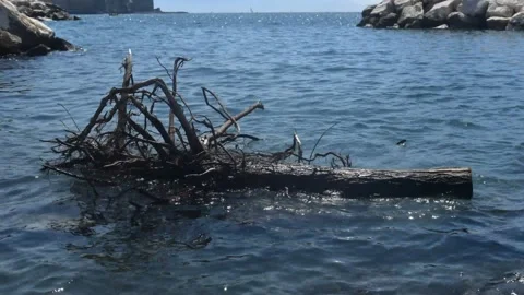 Tree gently floating in ocean Stock Footage 194248522