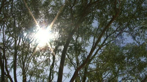 Tree gently sway in wind aginst shining sun (High Definition) Stock Footage 364748