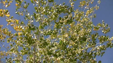 Tree gently sways in wind on sunny day (High Definition) Stock Footage 364728