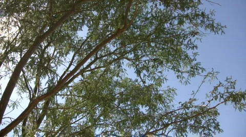 Tree gently sways in wind on sunny day (High Definition) Video stock 364739
