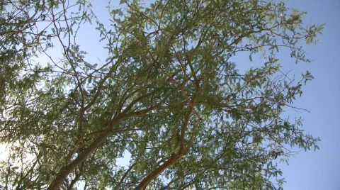 Tree gently sways in wind on sunny day (High Definition) Stock Footage 364740