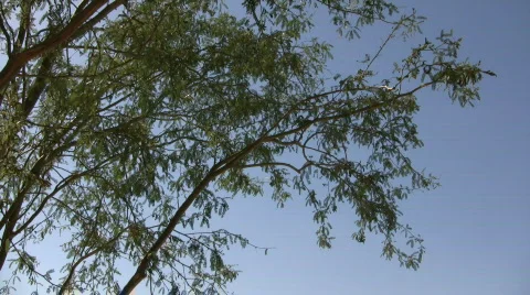 Tree gently sways in wind on sunny day (High Definition) Stock Footage 364741