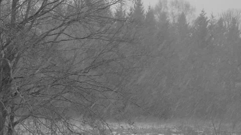 Tree getting hit by a Snowstorm Stock Footage 150560193