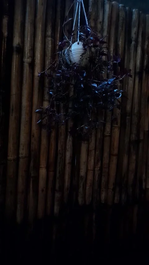 Tree Getting Rained On Against Bamboo Wall Background Stock Footage 307756640