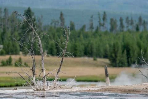 Tree in a Geyser Stock Photos