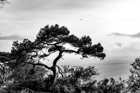 Tree on the gibraltar bay Stock Photos