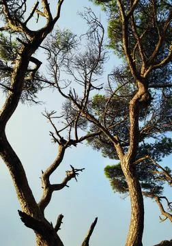 Tree in Gibraltar 库存照片