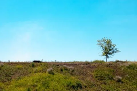 Tree on a glade Stock Photos