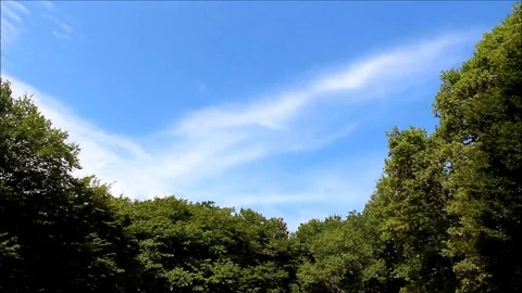 A tree glade view with sky backdrop Stock Footage 77862653