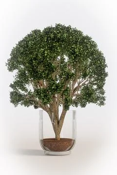 Tree in a glass isolated on white background Stock Illustration