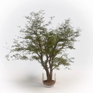 Tree in a glass isolated on white background Stock Illustration