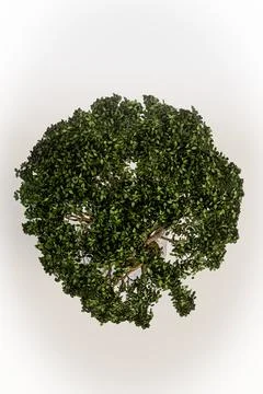 Tree in a glass isolated on white background Stock Illustration