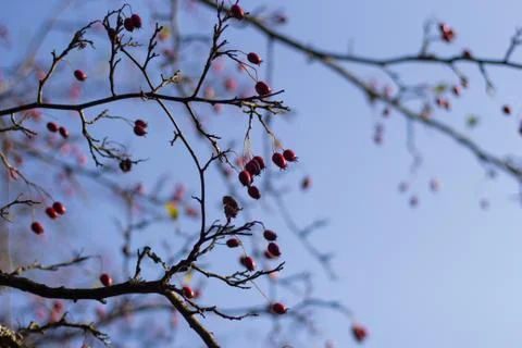 Tree Glod Stock Photos