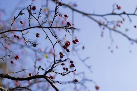 Tree Glod Stock Photos