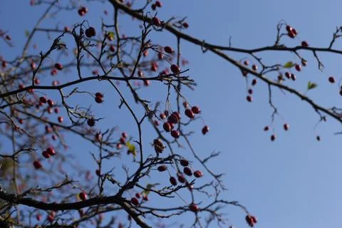 Tree Glod Stock Photos