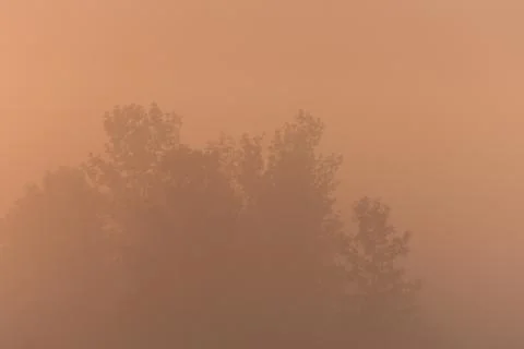 Tree Glowing Orange Stock Photos