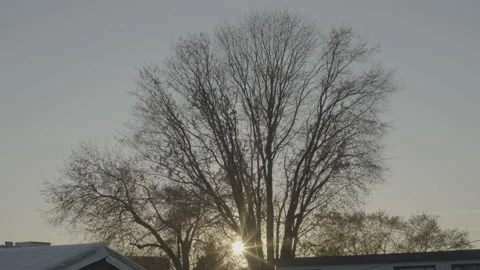 Tree glowing in the sunset light above rooftops Stock Footage 226426059