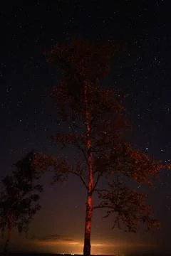 A tree with a glowing trunk is lit up by the moon and stars Stock Photos
