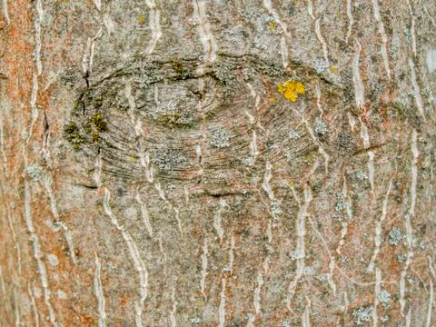 Tree gnarl closeup Stock Photos