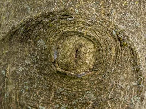 Tree gnarl closeup Stock Photos