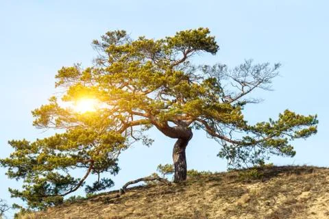 Tree with gnarled branches on hill under blue sky horizontal with flare Stock Photos