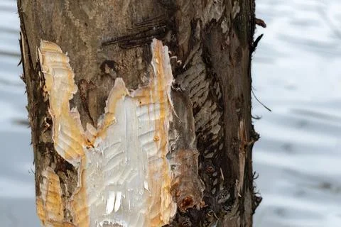 Tree gnawed by a beaver close-up. Stock Photos
