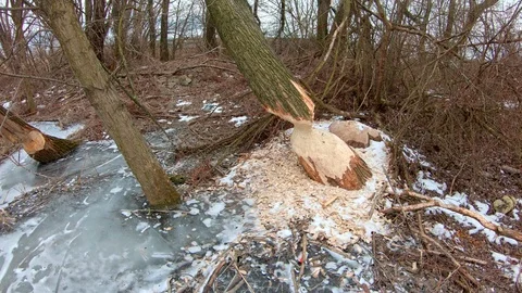 Tree gnawed by beaver Stock Footage 87391458
