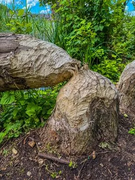 Tree gnawed by a beaver in front of a pond. Concept of beaver dam construction. Stock Photos