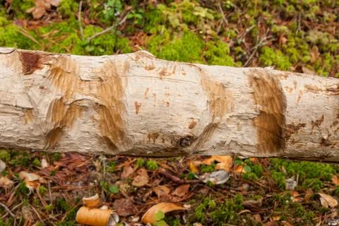 Tree gnawed by beaver Stock Photos