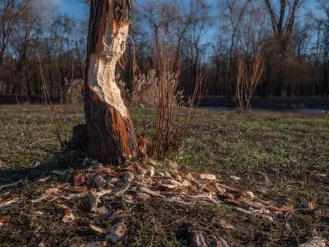 Tree gnawed by a beaver that woke up during winter slumber because of global Stock Photos
