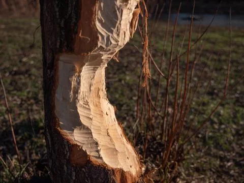 Tree gnawed by a beaver that woke up during winter slumber because of global Stock Photos