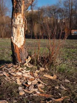 Tree gnawed by a beaver that woke up during winter slumber because of global Stock Photos