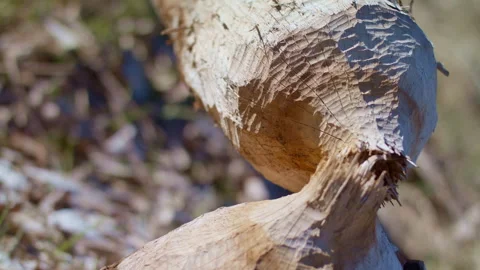 A tree gnawed by beavers and rodents. Video stock 270415139