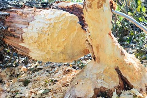 Tree gnawed by beavers. Damaged chewed tree with animals teeth marks Stock-Fotos