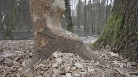 Tree gnawed by beavers Stock Footage 168304368