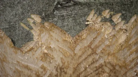 Tree gnawed by beavers Stock Footage 168308333