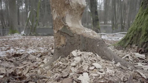 Tree gnawed by beavers Stock Footage 168308499