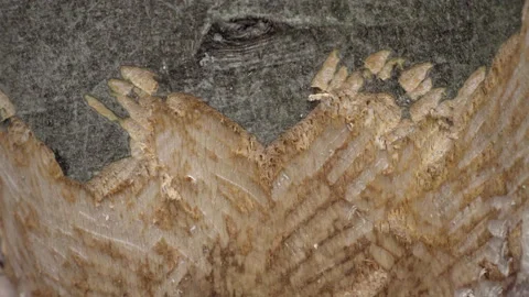 Tree gnawed by beavers Stock Footage 168308554