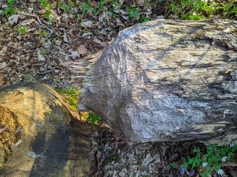 Tree gnawed by beavers in the forest in the daytime in spring Stock Photos