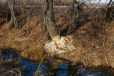 Tree gnawed by beavers Stock Photos