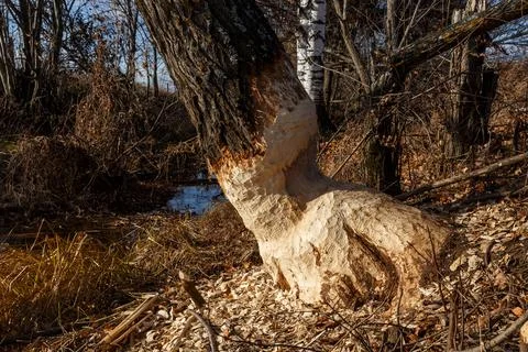 Tree gnawed by beavers Stock Photos