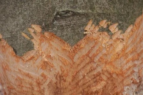 Tree gnawed by beavers Stock Photos