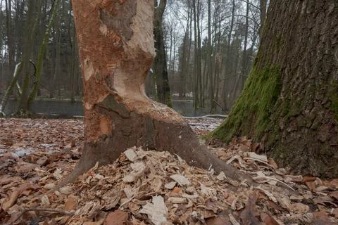 Tree gnawed by beavers Stock Photos